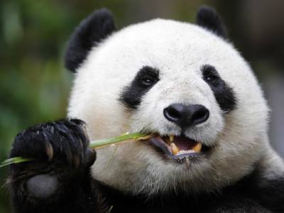 untamed giant panda slot game