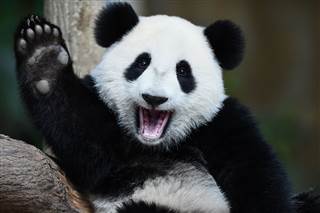 giant panda slot