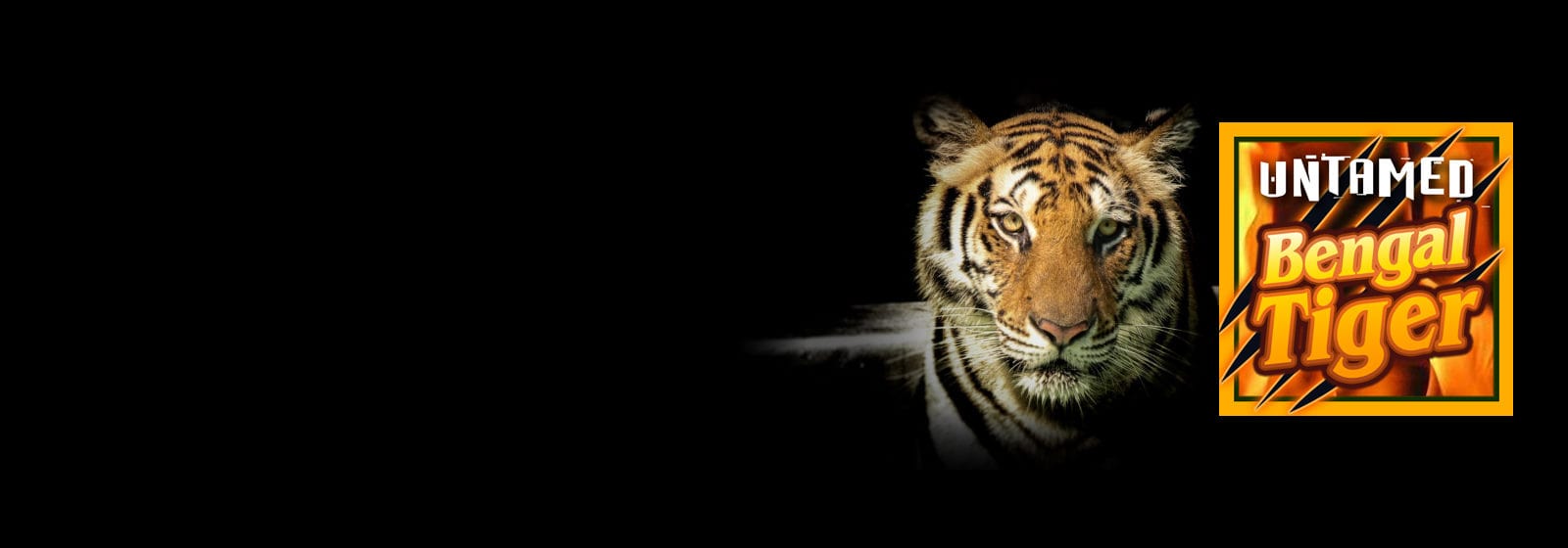 untamed bengal tiger